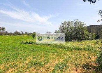 Foto 18 - Terreno agricolo Strada Comunale Zollino Alle Lamelle, Zollino - foto 18