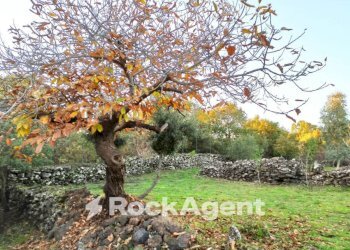Terreno - Terreno agricolo Campo Nessunescluso, Segreta, Belpasso - foto 4