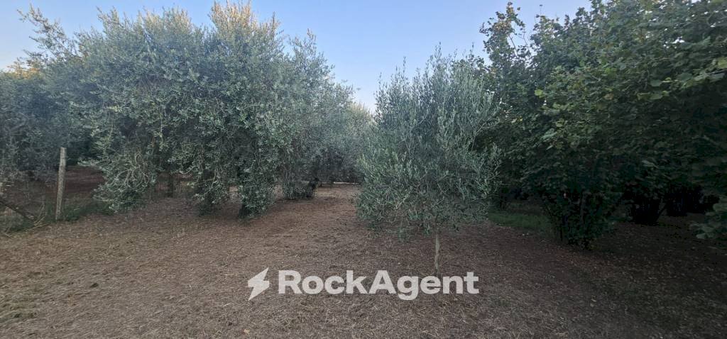 Terreno - Terreno agricolo SP26, 68, Vignanello - foto 1