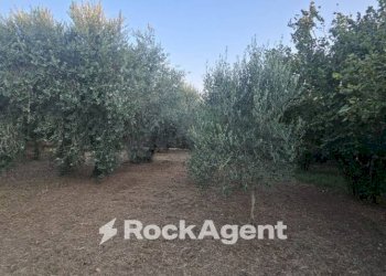 Terreno - Terreno agricolo SP26, 68, Vignanello - foto 1