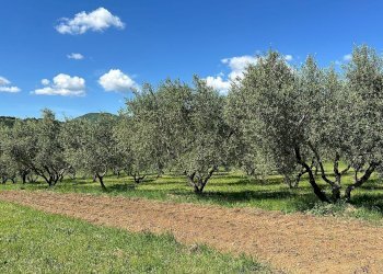 Casale loc.piancasale, Sorano - photo 7