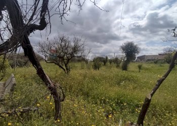 Giardino - Terreno agricolo Contrada Agnelleria
snc, Belpasso - foto 7