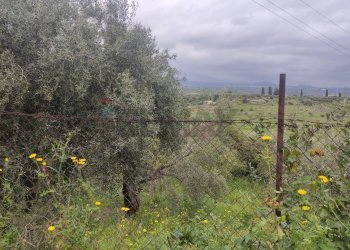 Non correlato - Terreno agricolo Contrada Agnelleria
snc, Belpasso - foto 14