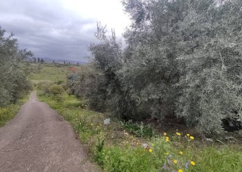 Non correlato - Terreno agricolo Contrada Agnelleria
snc, Belpasso - foto 15