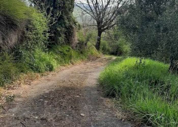 Foto 45 - Rustico via Fontevecchia
 
snc, Montescudaio - foto 45