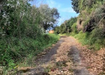 Foto 47 - Rustico via Fontevecchia
 
snc, Montescudaio - foto 47