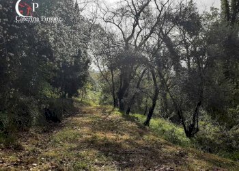 Foto 56 - Rustico via Fontevecchia
 
snc, Montescudaio - foto 56