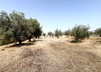 Foto 16 - Villa Contrada Tribastone, Ragusa - foto 16