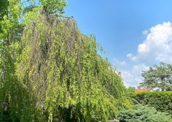 Terreno - Villa via 4 Novembre, 13, Chieri - foto 31