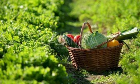 Altro - Agricultural land via Villa De Luca, Bellante - photo 2