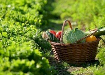 Altro - Agricultural land via Villa De Luca, Bellante - photo 2