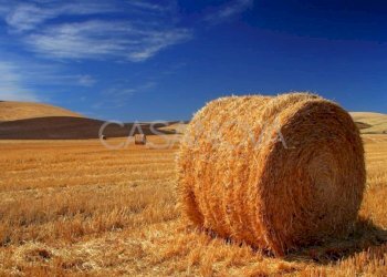 Terreno - Agricultural land via Villa De Luca, Bellante - photo 4