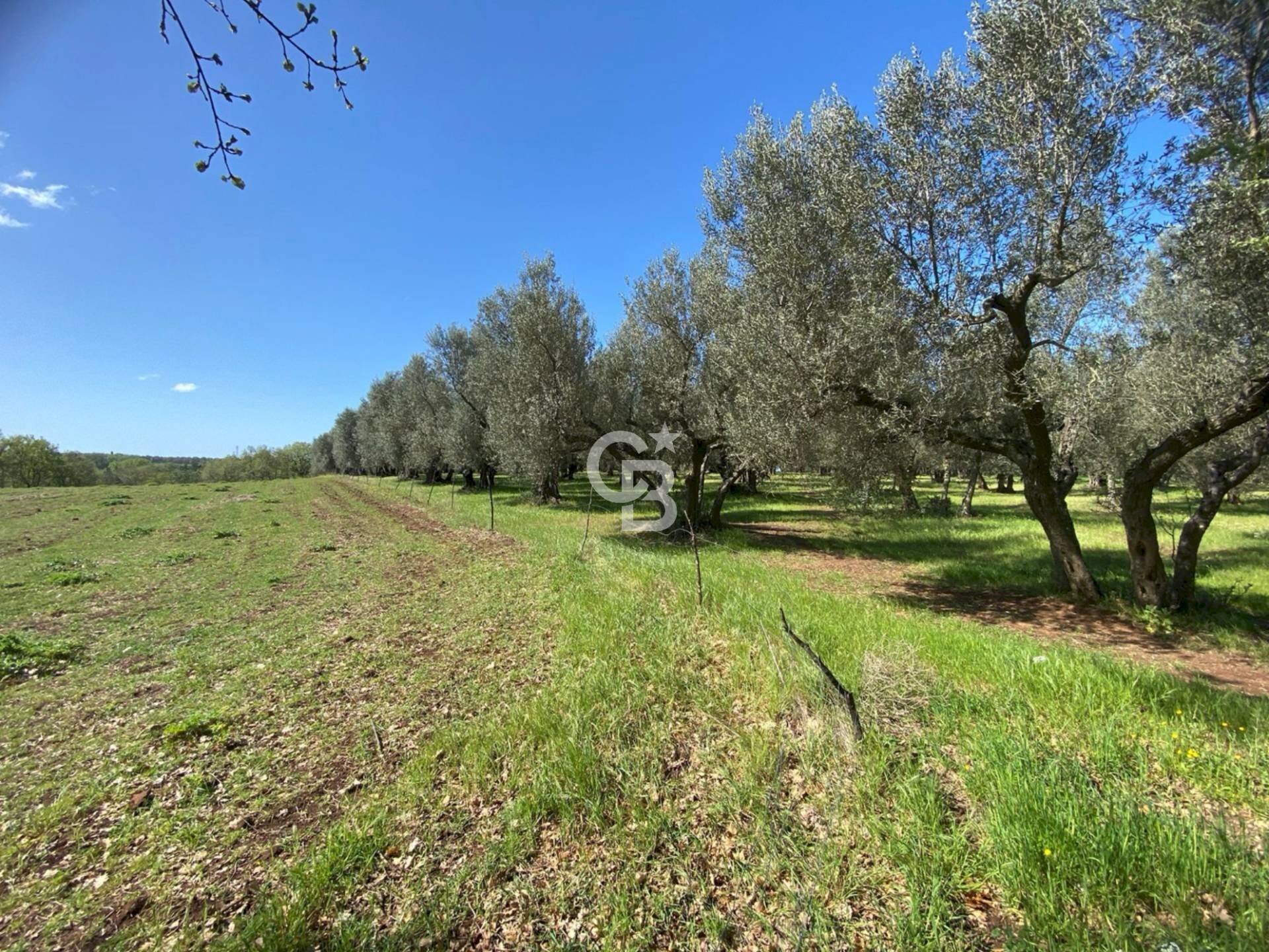 Foto 1 - Terreno agricolo Strada Marchionato, Vetralla - foto 1