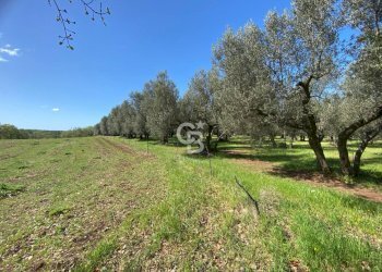Foto 1 - Terreno agricolo Strada Marchionato, Vetralla - foto 1