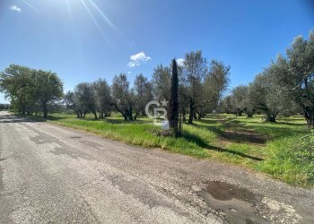 Foto 2 - Terreno agricolo Strada Marchionato, Vetralla - foto 2