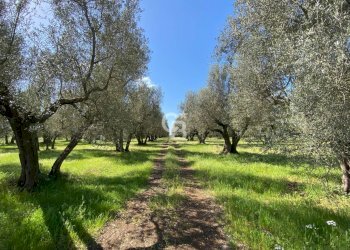 Foto 4 - Terreno agricolo Strada Marchionato, Vetralla - foto 4