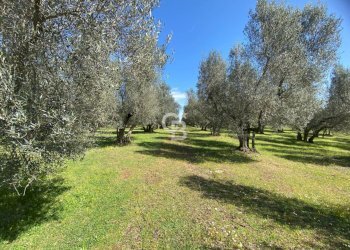 Foto 5 - Terreno agricolo Strada Marchionato, Vetralla - foto 5