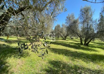 Foto 10 - Terreno agricolo Strada Marchionato, Vetralla - foto 10