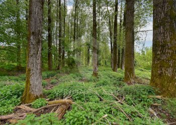 Foto 5 - Terreno agricolo Via Fornace Cavallino, Opera - foto 5