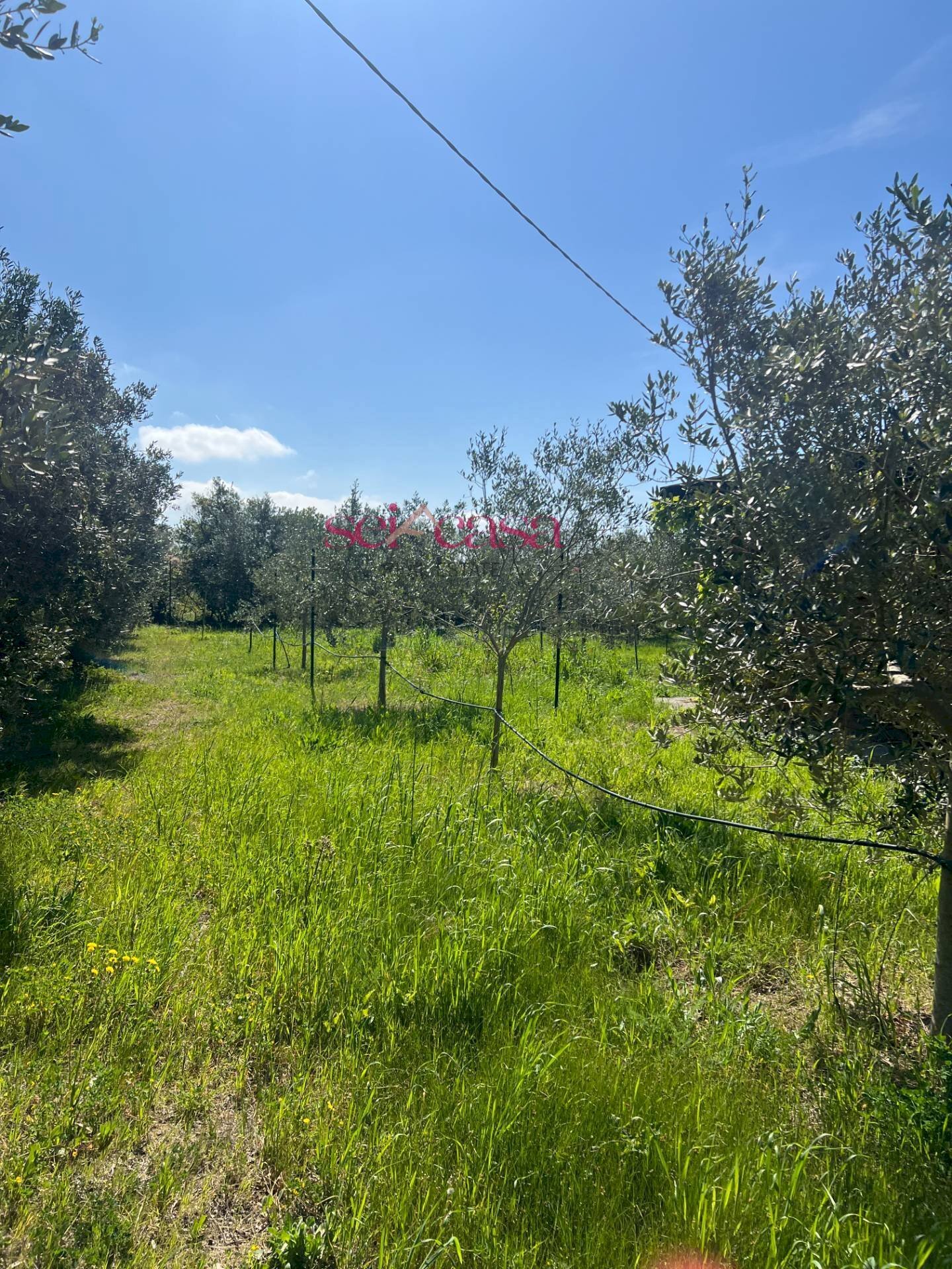 Foto 3 - Terreno agricolo Grosseto - foto 3