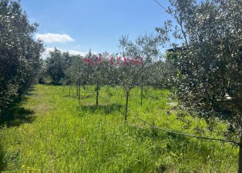 Foto 3 - Terreno agricolo Grosseto - foto 3
