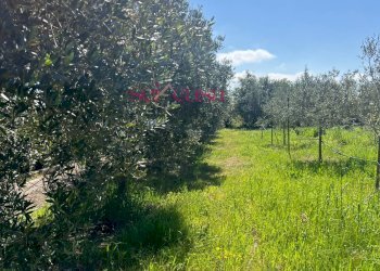 Foto 4 - Terreno agricolo Grosseto - foto 4