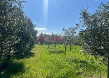 Foto 5 - Terreno agricolo Grosseto - foto 5