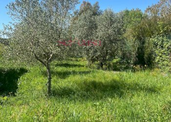 Foto 6 - Terreno agricolo Grosseto - foto 6