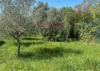 Foto 7 - Terreno agricolo Grosseto - foto 7