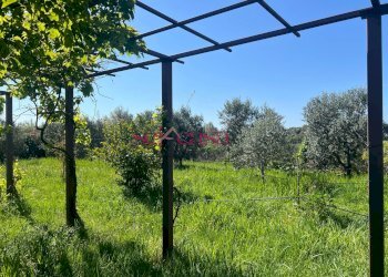 Foto 12 - Terreno agricolo Grosseto - foto 12