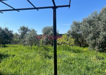 Foto 13 - Terreno agricolo Grosseto - foto 13