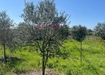 Foto 14 - Terreno agricolo Grosseto - foto 14