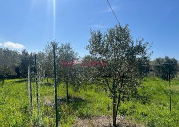 Foto 15 - Terreno agricolo Grosseto - foto 15