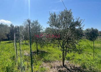 Foto 16 - Terreno agricolo Grosseto - foto 16