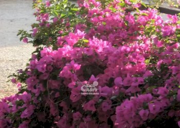 Villa a Schiera Marsala - foto 7