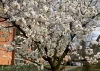 Bilocale frazione Milano 3, Basiglio - foto 19