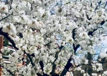 Bilocale frazione Milano 3, Basiglio - foto 21