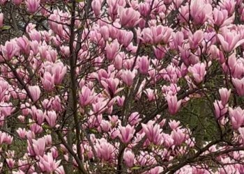 Bilocale frazione Milano 3, Basiglio - foto 22