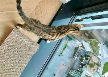 Trilocale Milano - foto 8