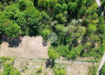 Terreno agricolo Bosco Ceduo Via Forvilla, Givoletto - foto 5