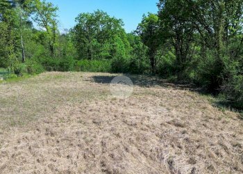 Terreno agricolo Bosco Ceduo Via Forvilla, Givoletto - foto 6