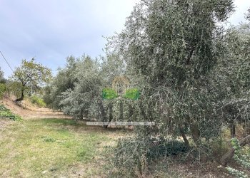 Foto 90 - Commercial Activity via delle cerase, Colonnella - photo 90