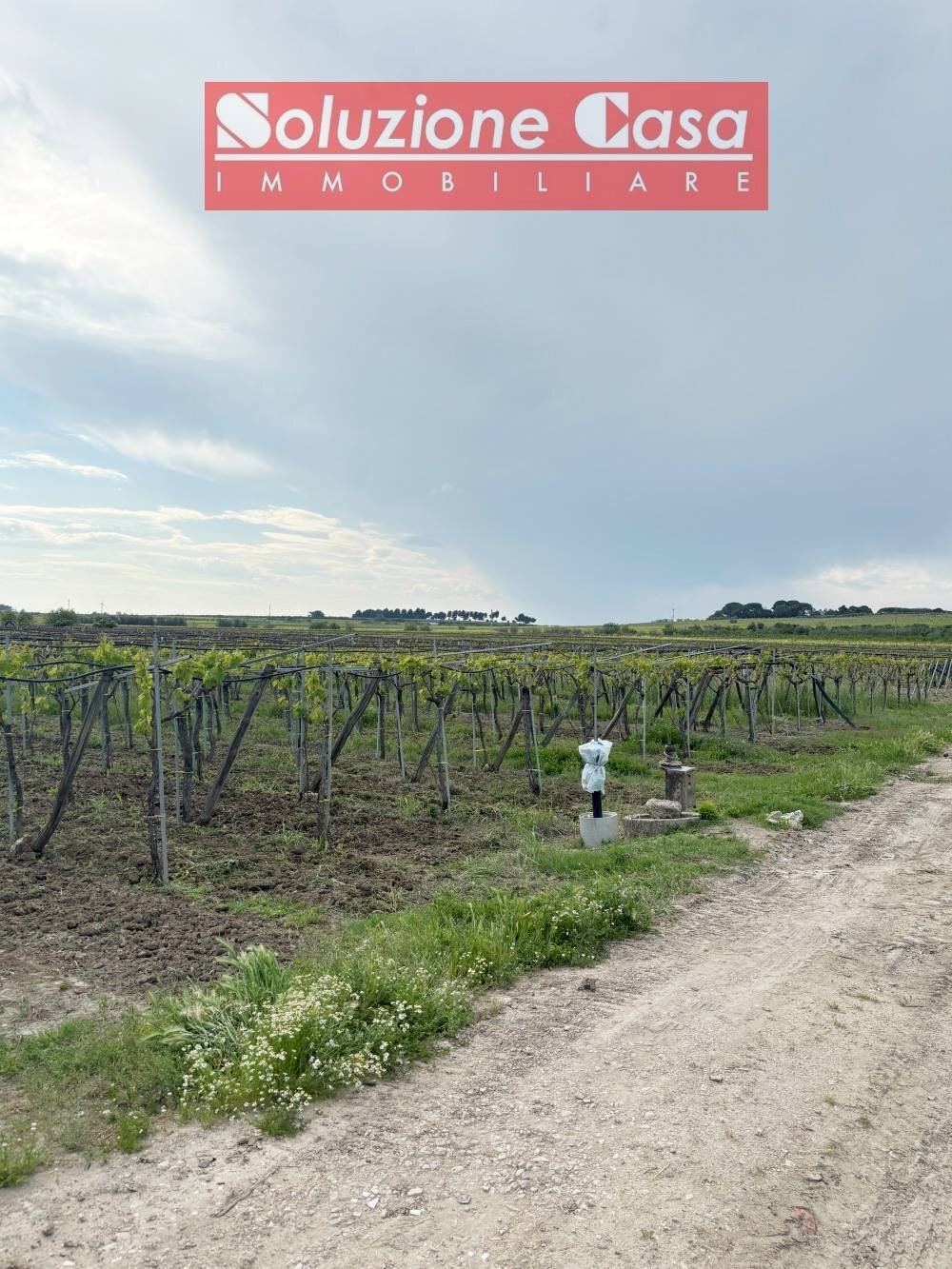 Foto 1 - Terreno agricolo Cerignola - foto 1