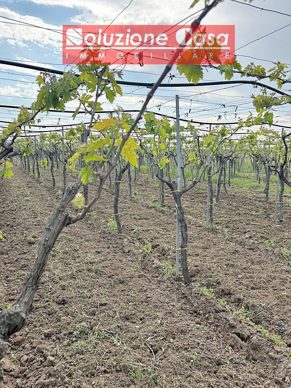 Foto 2 - Terreno agricolo Cerignola - foto 2