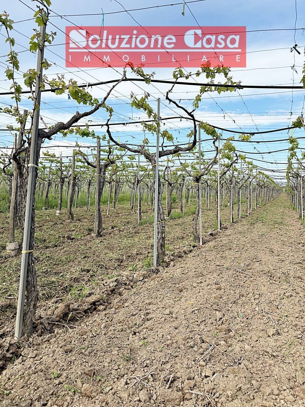 Foto 3 - Terreno agricolo Cerignola - foto 3