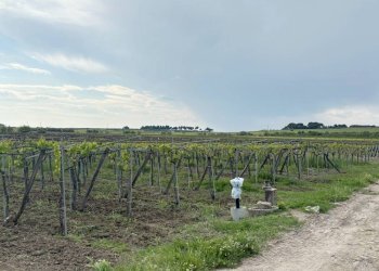 Foto 1 - Terreno agricolo Cerignola - foto 1