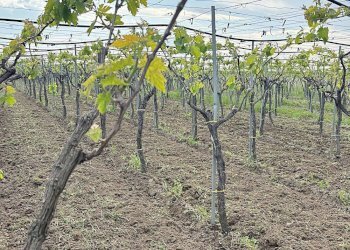 Foto 2 - Terreno agricolo Cerignola - foto 2