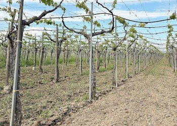 Foto 3 - Terreno agricolo Cerignola - foto 3