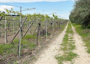 Foto 4 - Terreno agricolo Cerignola - foto 4