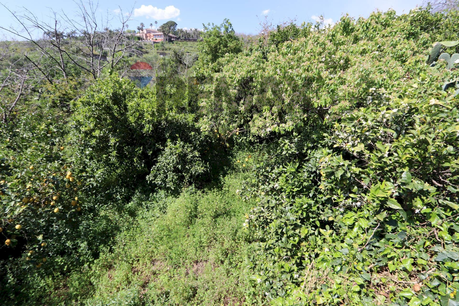 Giardino - Terreno agricolo Via Civì
 
33, Fiumefreddo di Sicilia - foto 3